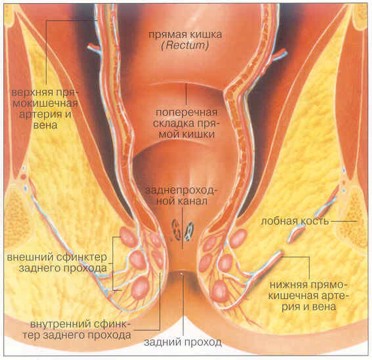 La taille du rectum