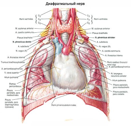 Diaphragme