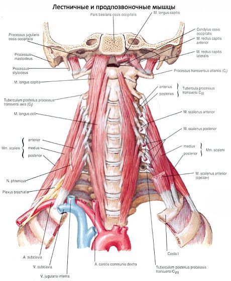 Les muscles du cou profond