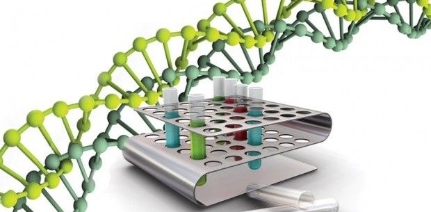 Les chromosomes artificiels aident à faire face aux maladies héréditaires