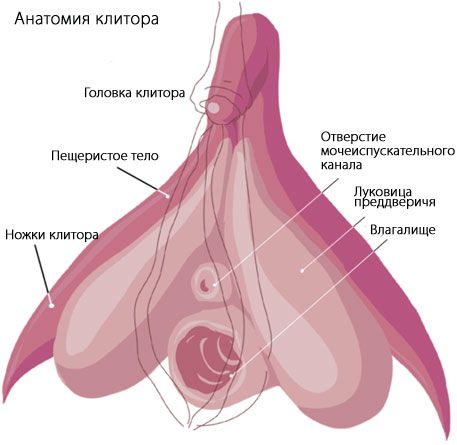 Anatomie du clitoris