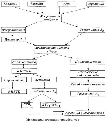 Le stade initial de l'hémocoagulation et le mécanisme de l'homéostasie de l'hémocoagulation locale
