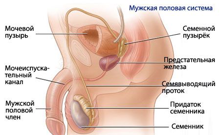 Anatomie et physiologie du système reproducteur masculin