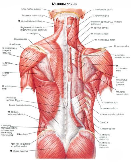 Muscles du dos