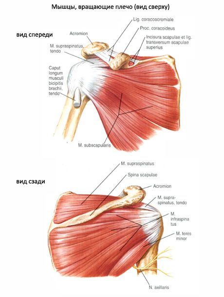 Muscle sous-scapulaire
