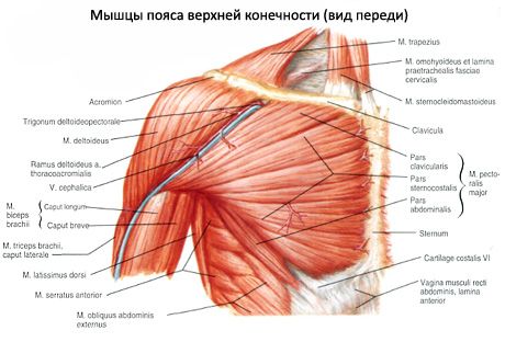Muscles de la poitrine
