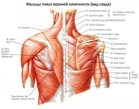 Muscles musculaires et subaigus