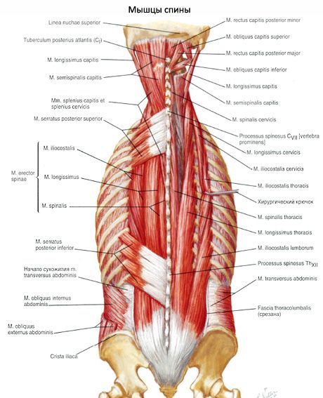 Muscle, redressant la colonne vertébrale