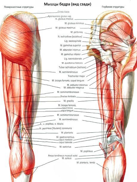 Muscles de la hanche