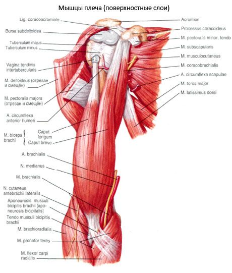 Le bras du biceps (biceps de l'épaule)