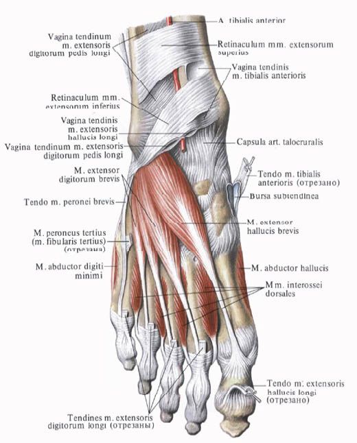 Muscles du pied