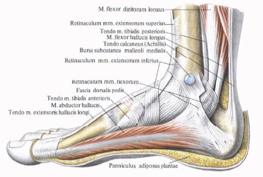 Muscles du pied