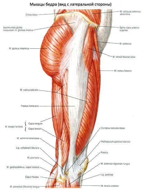 Muscles du bassin (muscles de la ceinture pelvienne)