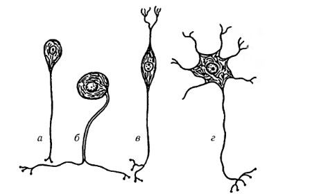 Types de cellules nerveuses
