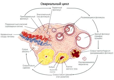 Ovogenèse  Cycle menstruel