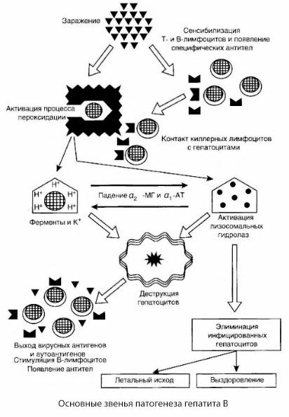 La pathogenèse de l'hépatite B