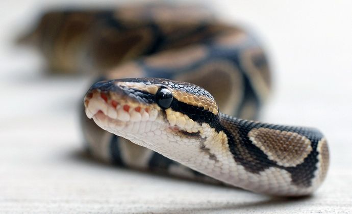 Comment se protéger d'une morsure de serpent