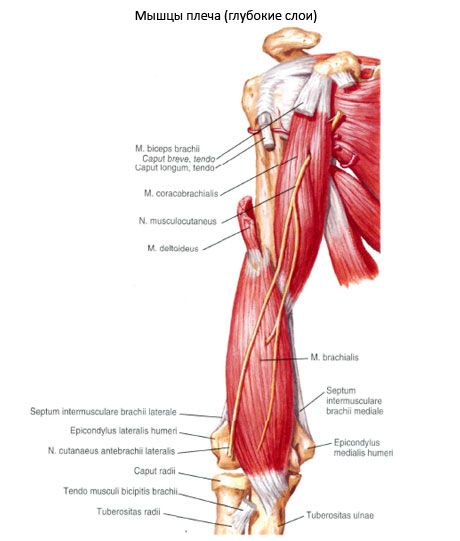 Muscle de l'épaule