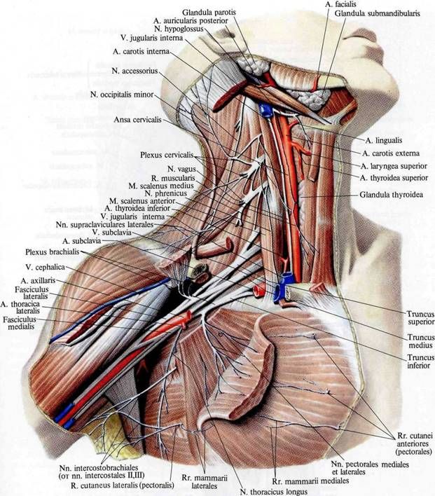 Plexus brachial