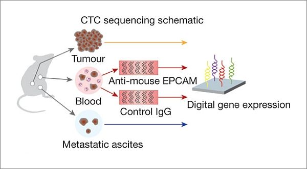 Les scientifiques sont venus à un remède complet pour le cancer du pancréas