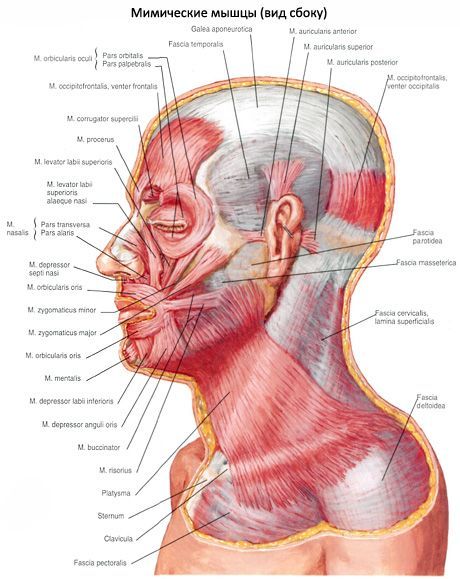 Le muscle sous-cutané du cou (platysma)
