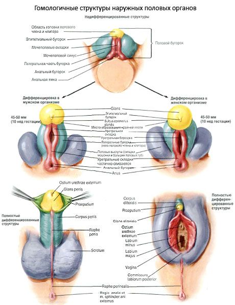 Structures homologues des organes génitaux externes