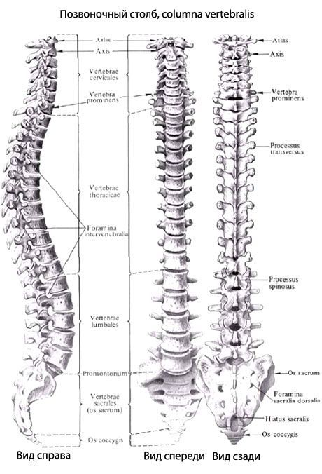 Colonne vertébrale (colonne vertébrale)