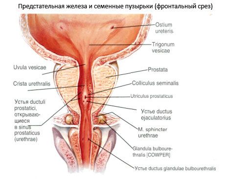 Prostate (prostate)