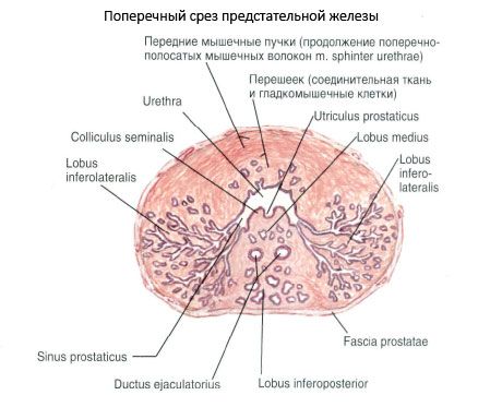 Structure de la prostate