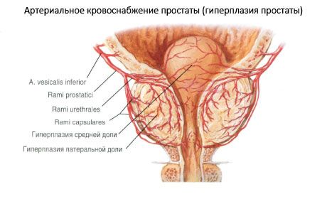 Vaisseaux et nerfs de la prostate