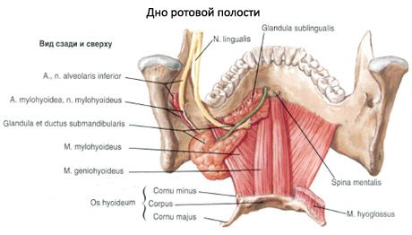 La glande salivaire sous-maxillaire 