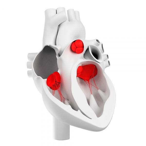 Les valves cardiaques et leur structure morphologique