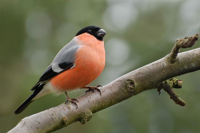 Les scientifiques ont pensé aux avantages des oiseaux sauvages