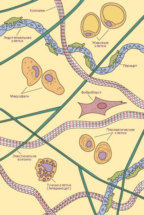 Tissu conjonctif  Types de cellules et de fibres du tissu conjonctif lâche