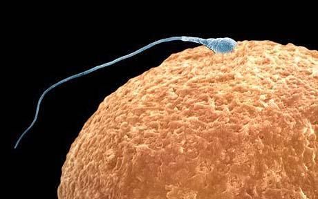 Peut-être, le premier contraceptif pour les hommes