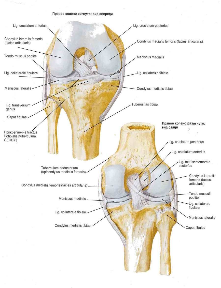 Ligaments de l'articulation du genou