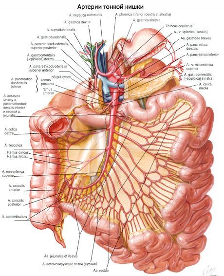 Les artères de l'intestin grêle