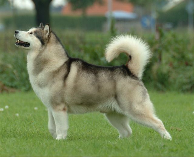 Géant Malamute d'Alaska