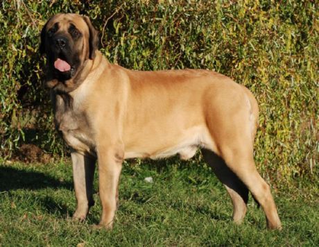 Vieux Mastiff anglais