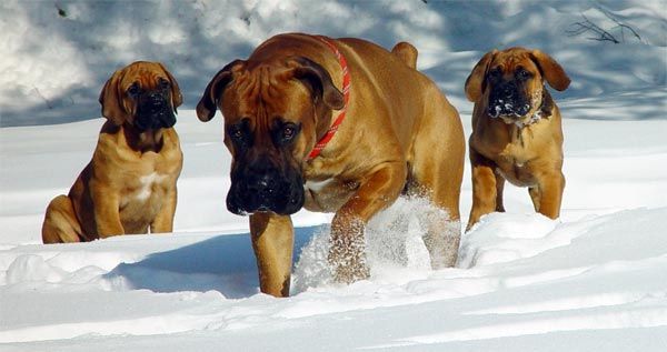 Mastiff sud-africain ou Boerboel