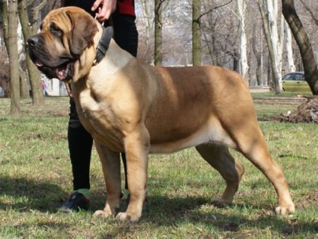 Mastiff espagnol