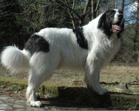 Mastiff pyrénéen