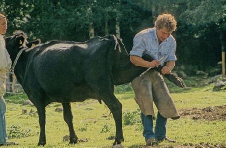 Maître de pédicure pour les vaches