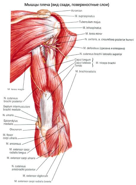 Le muscle triceps brachial (triceps pecula)