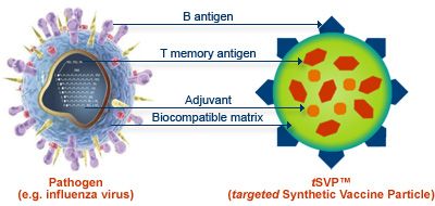 Un vaccin synthétique complexe à base de molécules d'ADN