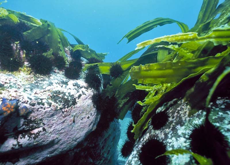 Si nous rétablissons la population de loutres de mer, à leur tour, elles réduiront le nombre d'oursins, ce qui signifie que les laminaires deviendront plus grosses.