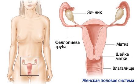 Anatomie et physiologie du système reproducteur féminin