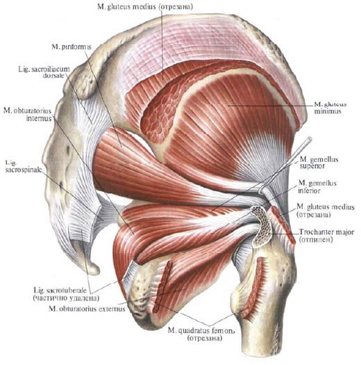 Les muscles du fessier (muscle fessier médial)